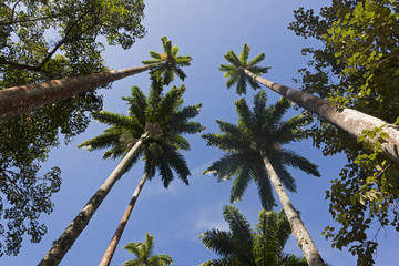 Obraz na płótnie Canvas Royal Palm Trees at Botanical Garden, Rio de Janeiro, Brazil 