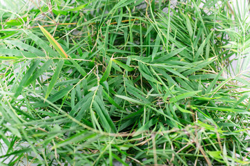 bamboo leaves background