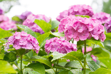 アジサイ　薄紫