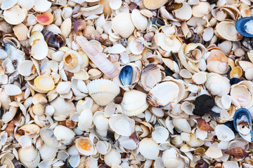 Shell on a beach by the sea