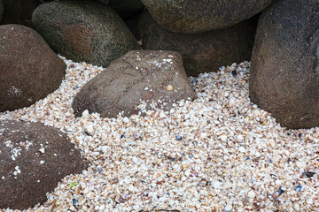 Seashell between the rocks on a beach