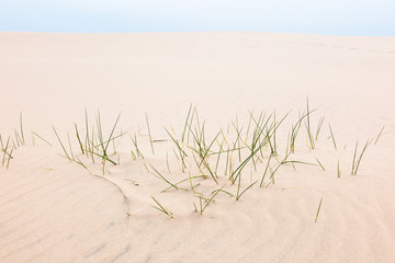 Blades of grass in sand dune