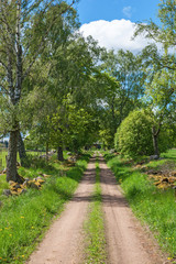 Rural dirt road through summer pasture