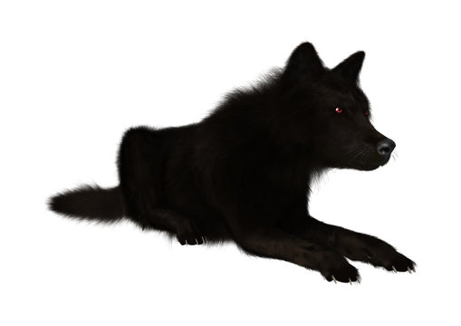3D Rendering Black Wolf on White