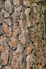 Tree bark background