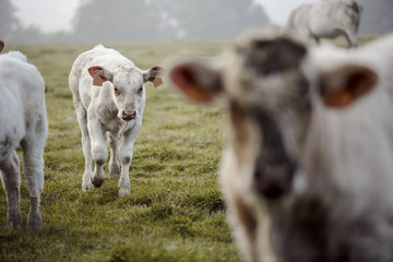 Charolais cattle on the Pasture in Brittany France