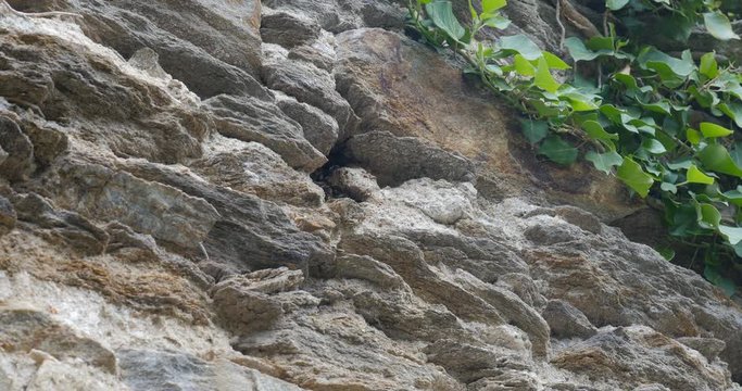 4K, Bees Nest In The Ruins Of Pernstein Castle, Czech Republic- Untouched and flat material, watch also for the graded version