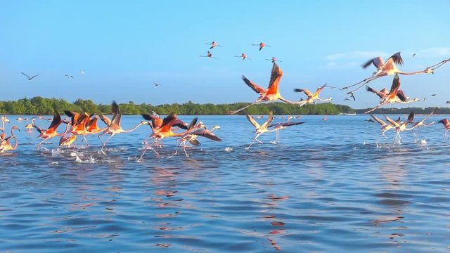 flock of pink flamingos flying on water surface tracking shot slow motion