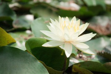 white lotus or water lily