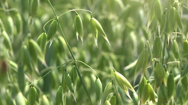 Common oat close up, cereal plants growing in field