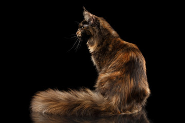 Brown Maine Coon Cat Sitting with Furryy Tail and Curious Looks Isolated on Black Background, Side...