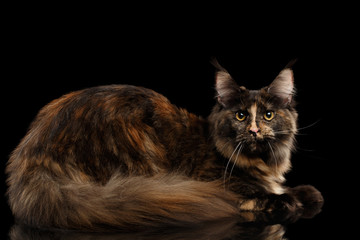 Maine Coon Cat Lying Rest and Looking in Camera Isolated on Black Background, Side view