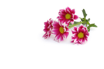 Chrysanthemen