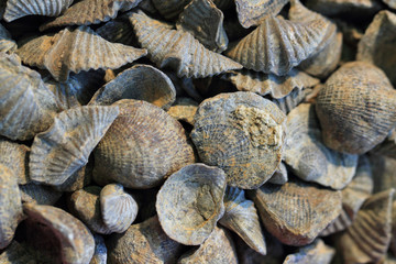 shell fosils texture