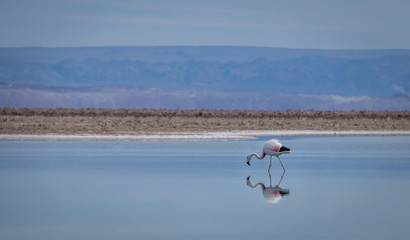 Flamingo reflection on Chaxa Salar, Atacama Desert - Chile