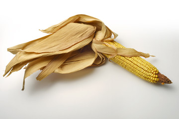 Mature maize ear