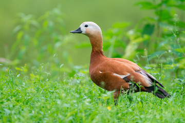 Ruddy shelduck (Tadorna ferruginea)