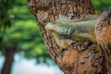 Iguana on a Seminario Park tree  - Guayaquil, Ecuador