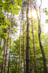 Sweet summer sun above tall trees