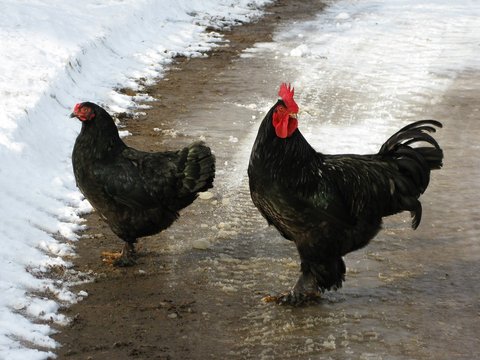 chickens crossing the road in snow