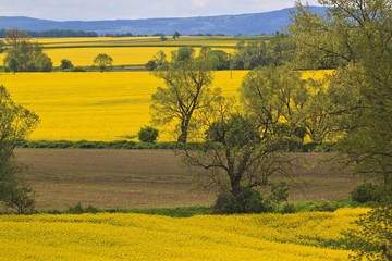 Spring landscape with yellow rape field