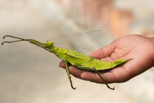 Giant spiny leaf insect/Photo of a giant leaf-shaped grasshopper