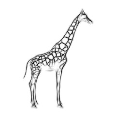 Sketch of shark on white background isolated