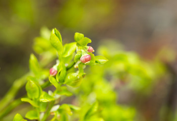 Blueberries on the way. An image of a raw blueberry flower.