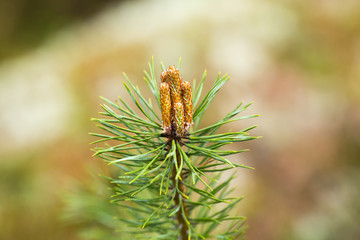 Fresh pine branch growing up. 