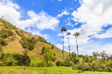 Randonnée des palmiers géants à Salento en Colombie. ( ciel bleu avec nuages ) 