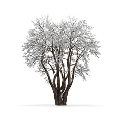 Winter tree without leaves on white background 3d rendering
