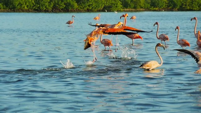 Flamingo Pelican Images – Browse 8,362 Stock Photos, Vectors, and Video ...