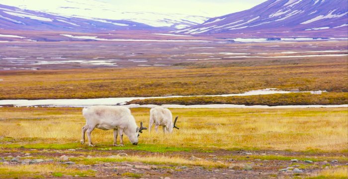 Reindeers eats grass at the plains at Svalbard