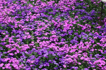 Fototapeta premium blooming field