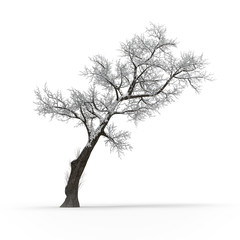 Winter tree without leaves on white background 3d rendering