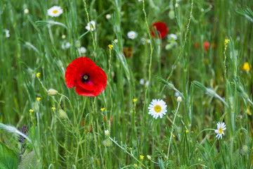 Red poppy and daisies - summer background