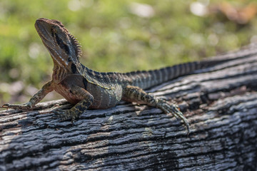australische wasseragame (physignathus lesueurii), queensland, australien