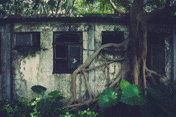 The ruined and overgrown of old house