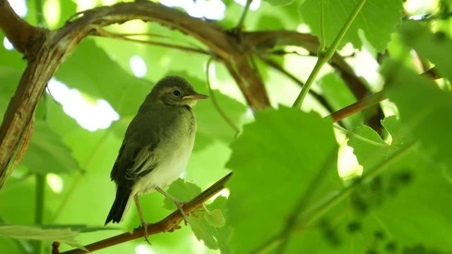 Little Bird in The Green Forest