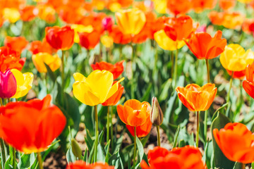 Fototapeta premium Tulip. Beautiful bouquet of tulips. colorful tulips.