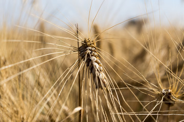 Wheat field