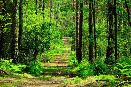 Fototapeta Droga prowadzi przez zielony las 