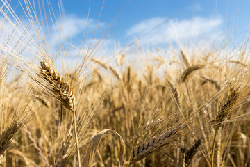 Gold wheat field and blue sky