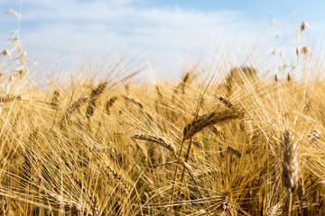 Wheat field