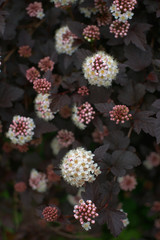 Тёмный пузыреплодник, сорт калинолистный Диабло