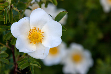 Obraz na płótnie Canvas Bush of the white wild roses on blurred background