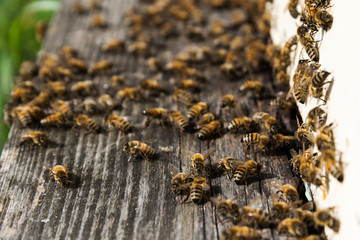 Bees at hive.