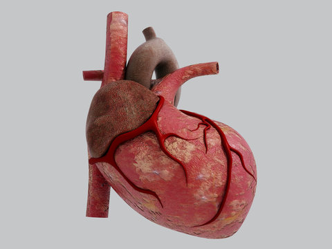 3D Human Heart - Anatomy of Human Heart