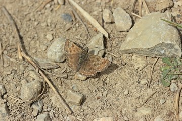 Kronwicken-Dickkopffalter (Erynnis tages) 