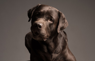 Fototapeta premium Chocolate Labrador retriever sitting in front of gray background